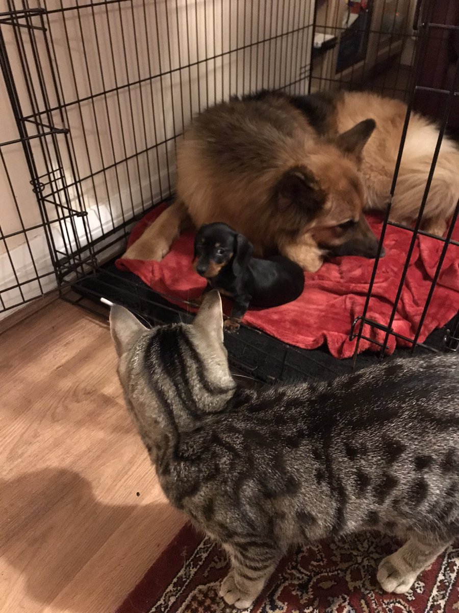 Happy #NationalPetDay 😀