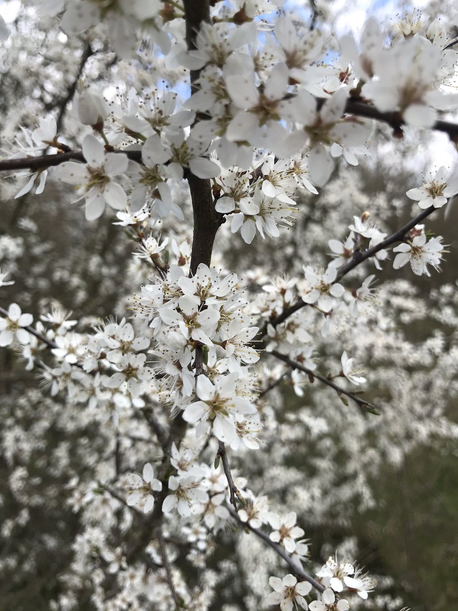 sharoni84's tweet image. #nature #springwellbeing