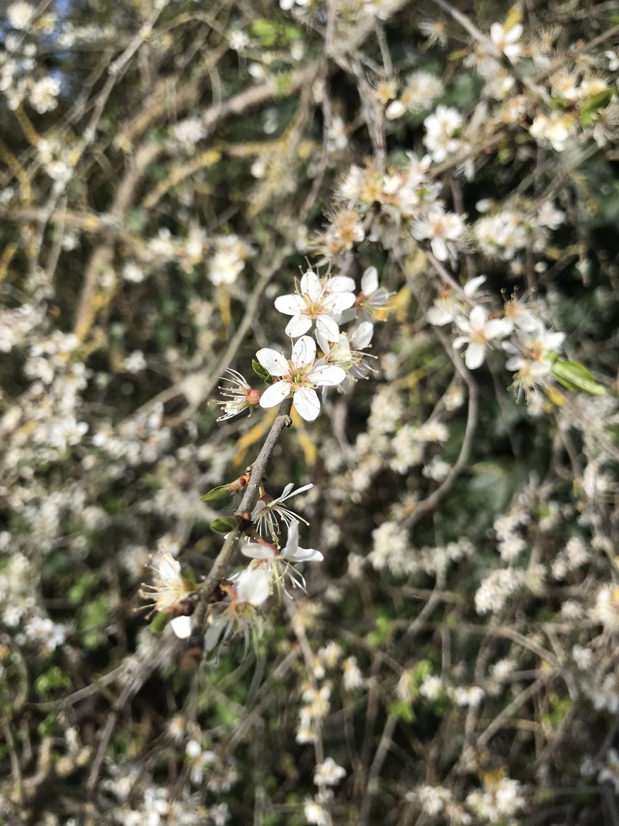 sharoni84's tweet image. #nature #springwellbeing