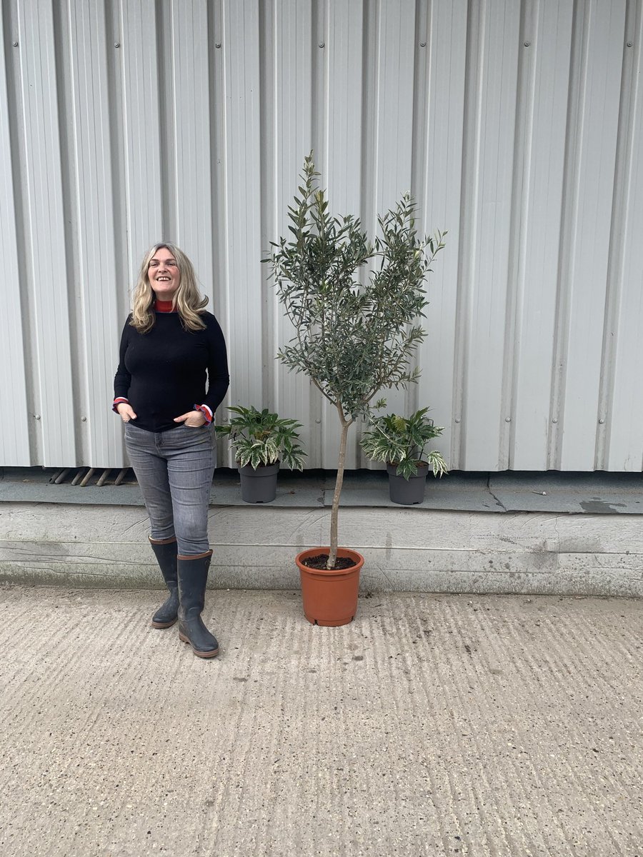 The Arbequina Olive Tree is a small tree (15 feet). Self-fertile and a good pollinator for other cultivars. Starts fruiting early (4 years). Cold hardy. Widely adaptable and suitable for growing in the U.K. thenorfolkolivetreecompany.co.uk/product/standa…
