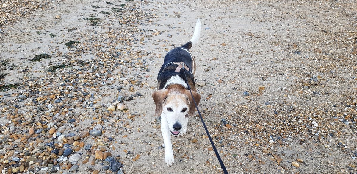 Went to the seaside in the clatterboom campervan! Saw the sea. Had an ice cream. Got a sandy snoot! Sleepy now.