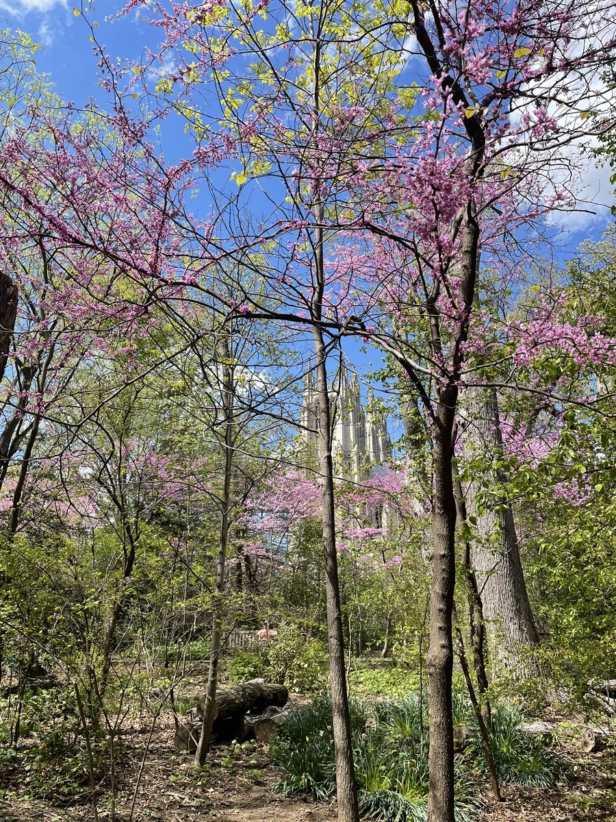 WickLiz's tweet photo. Springtime is so aggressive in DC https://t.co/ZxF3oIP4AM
