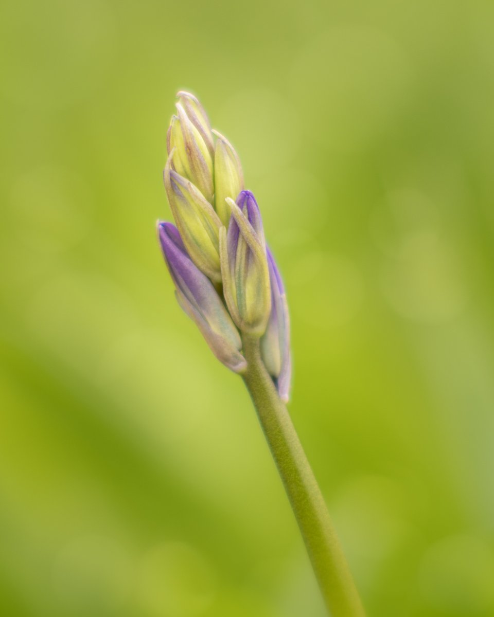 A quick visit to Wrabness Woods with the camera this afternoon. (Needs a click to view) #bluebells #essex <a href="/VisitEssex/">Visit Essex</a> <a href="/EssexWildlife/">Essex Wildlife Trust</a>