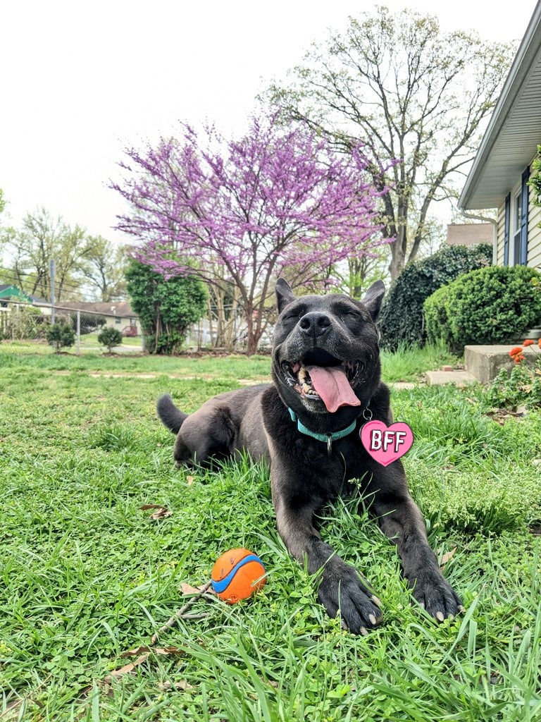 haileavemealone's tweet photo. @buddy4860 @NahNahP1 @CthuluSquared @HLMongoose Seriously. We adopted our sweet Rosa after her first family dumped her after seven!! years!! How can you go through seven years of bonding with a dog and just give her away?? https://t.co/N6o7vDoGha