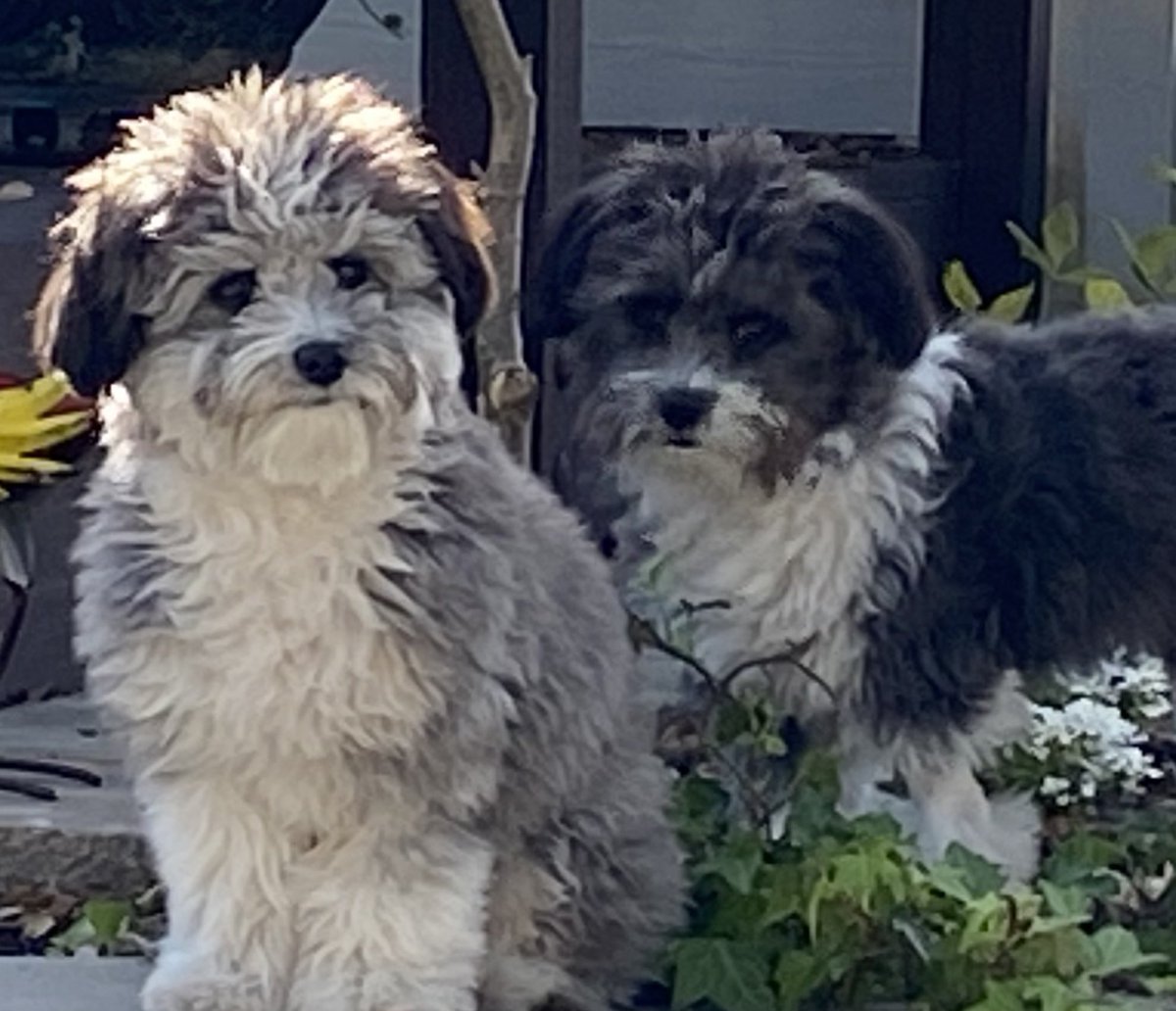 TraceyMartinCPA's tweet photo. @ProjectLincoln Henry and Sadie think every day is #NationalPetDay 🐾 https://t.co/4fPxqPg5hu