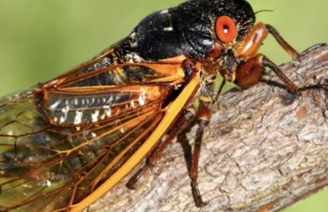 It’s National Pet Day! Celebrate with cicada attire from CicadaNatipn.com ! #cicada #cicadas #17yearCicadas #BroodX