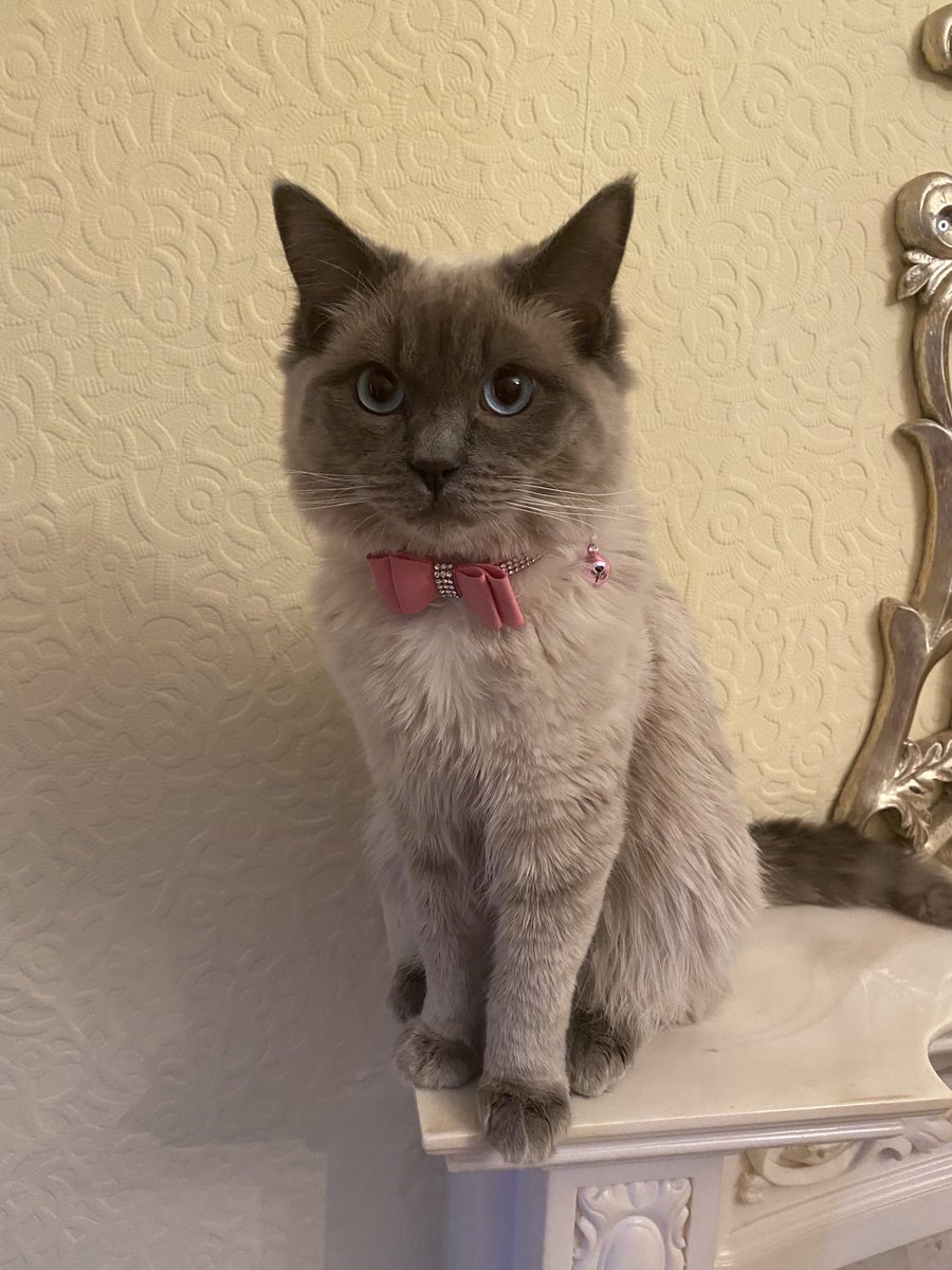 ElizabethRadcl5's tweet photo. Boots hopes you have all had a fantastic Sunday x #catsoftwitter #catsofinstagran https://t.co/JWWc9cylQI