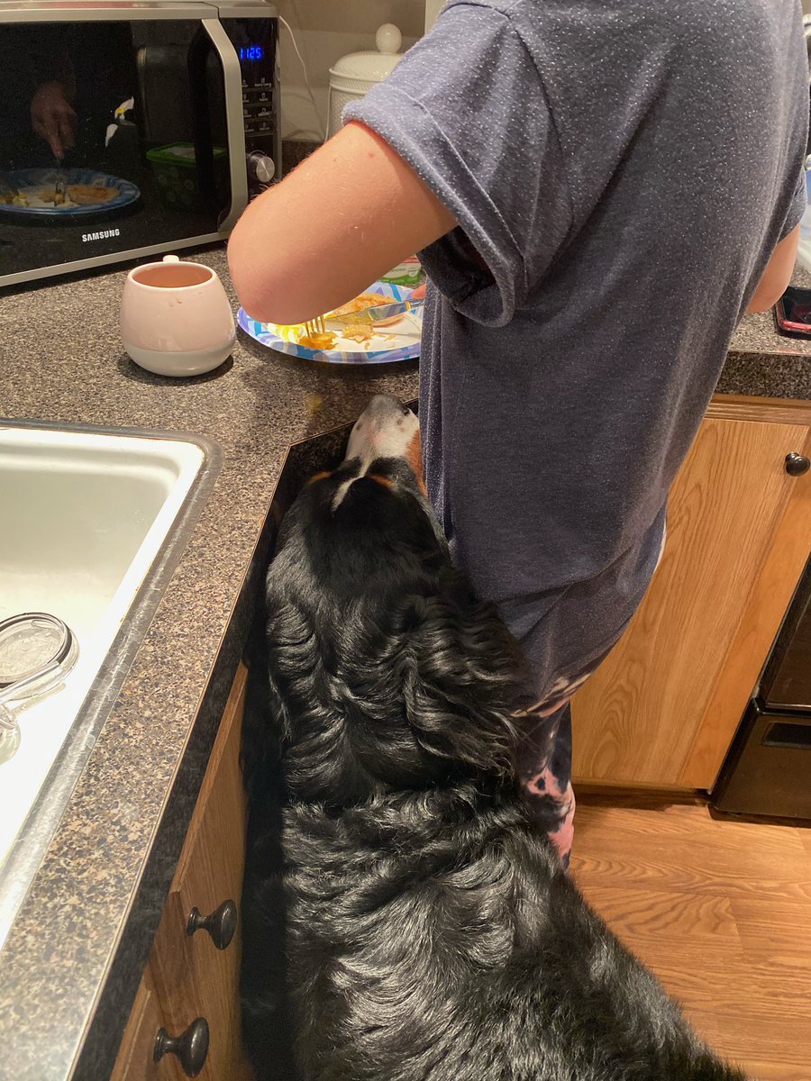 HaileyASullivan's tweet photo. POV: mom and dad get home from vacation and start making some snacky snacks that aren’t for you 🤦🏼‍♀️ https://t.co/45SlvPkRry