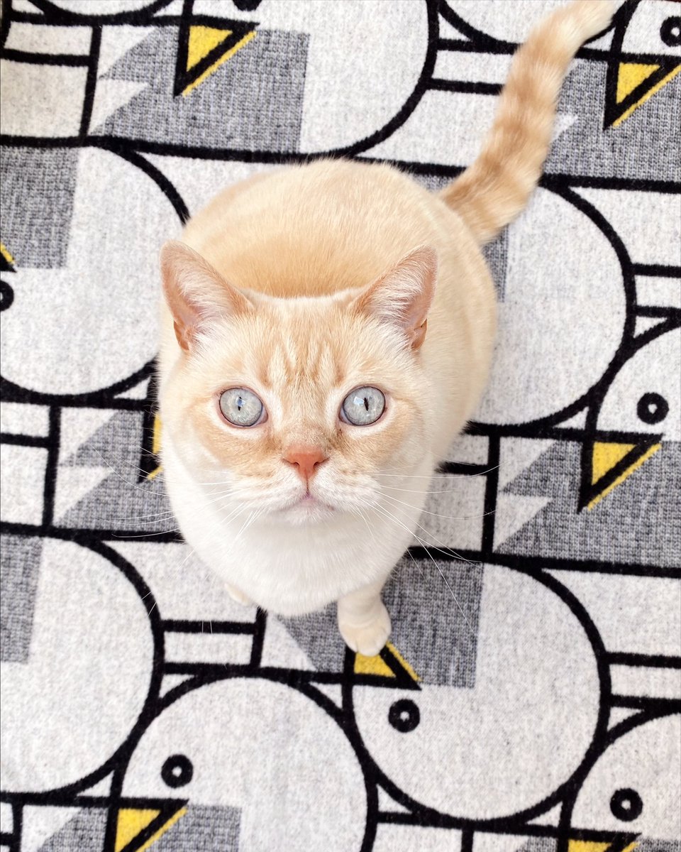 velvetgh0st's tweet image. Happy #NationalPetDay from Lord Nelson on his most favourite seagull blankie 🐟🌊