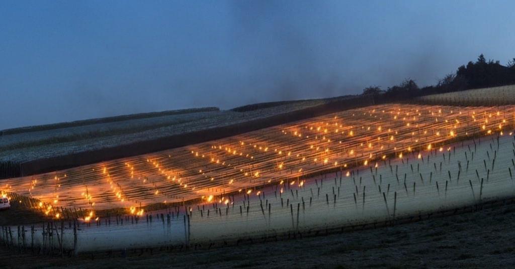 #agriculture Le gel de ce début de semaine fût une véritable épreuve pour les producteurs de fruits du sud Ouest <a href="/Occitanie/">Région Occitanie</a>  #TarnetGaronne82 #Moissac #soutien à tous les agriculteurs français             
 
©Laporte