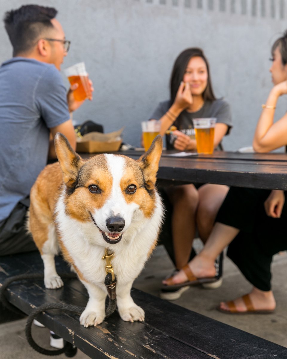 This good boy is beckoning you towards a beer at Boomtown 🍻, and no one can resist such a good boy. Open from 1-6pm, dogs and masked humans very much welcome! 🐾

#DogFriendlyLA #DogFriendly #LABeer #LABrewery #DTLA #ArtsDistrict