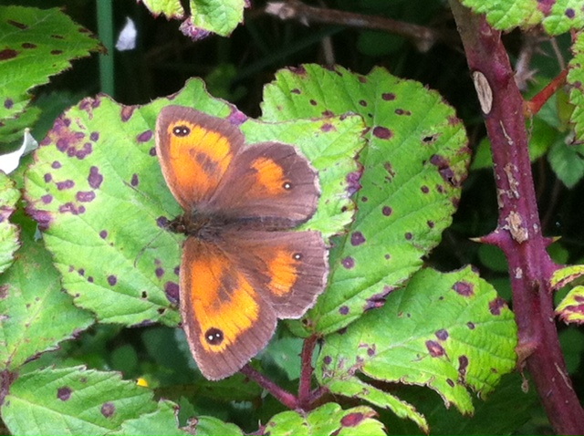 How do we look after the countryside better? Here's some top tips of the Countryside Code from Natural England: assets.publishing.service.gov.uk/government/upl…