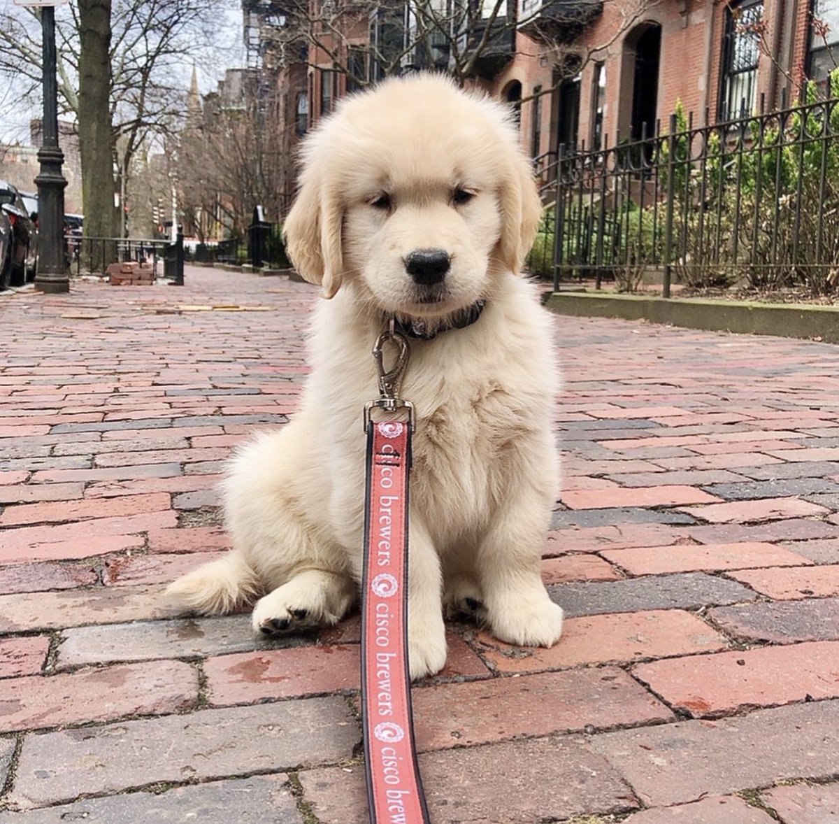 Big or smol, Cisco Yates is the goodest of boys.  #ESPNRadio |  #NationalPetDay |  @FieldYates