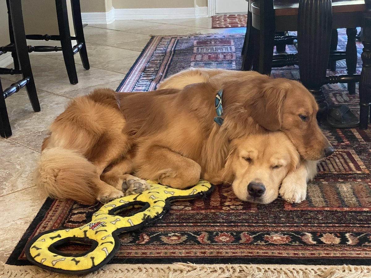 Happy #NationalPetDay to Bailey and Red! Who else has a furry (or not-so-furry) pet that they are celebrating today?🐾 @IHXSTX