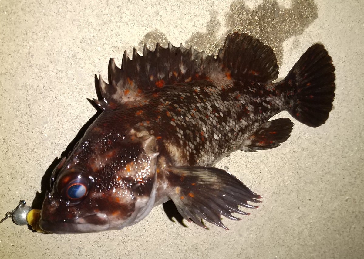 追川 雨魚 Terciopelo Twitter 追川 雨魚 Terciopelo Twitter