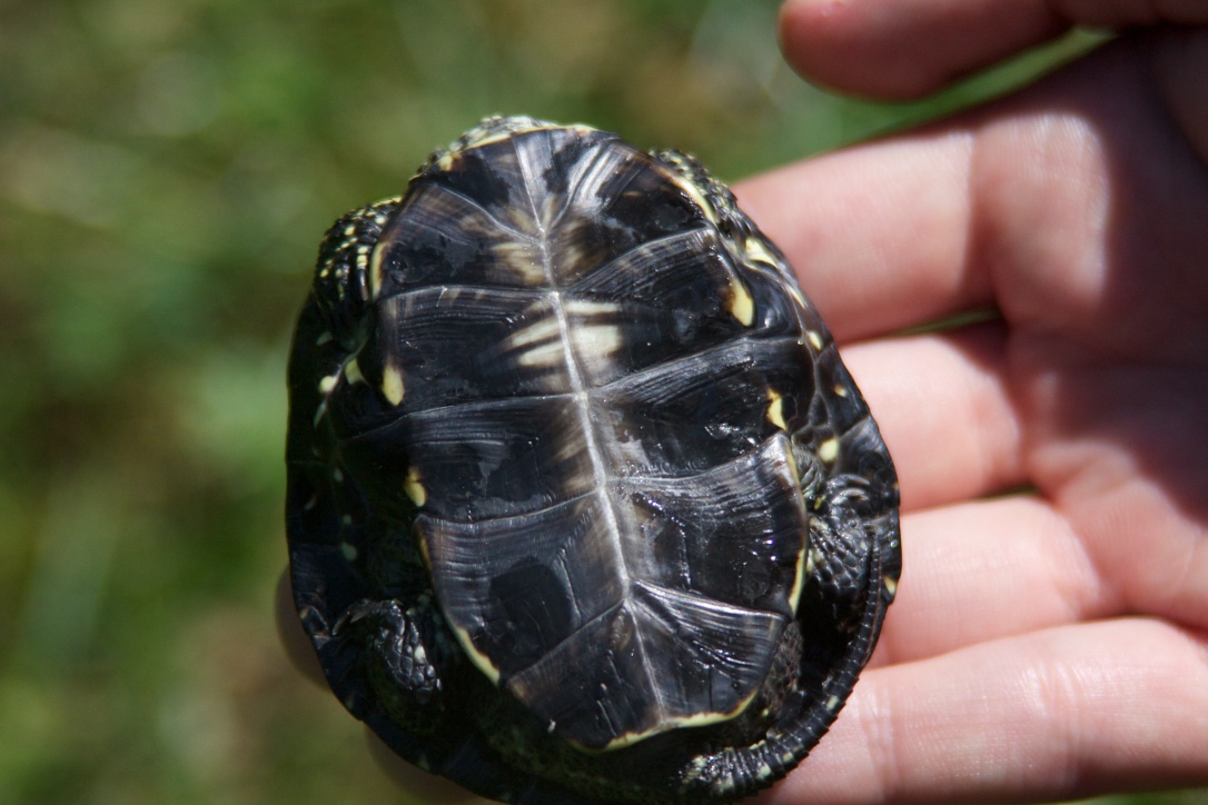 WascherClaudia's tweet photo. In 2005, I bought 6 from a breeder (there is 1! in Austria). Gave 3 to dad for the pond and kept 3 in a tank for years. #bestpetsever. Only one, big Berta survived and was released into Dad's pond in 2012. (4/7) https://t.co/eJtrtDgHLw