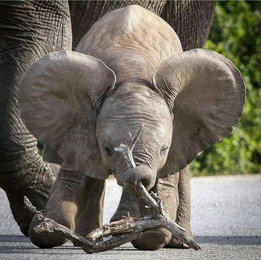 Ещё в детстве <a href="/matmamont/">МатЁрый Мамонт 🐘</a> понял, что бревна - не его выбор!