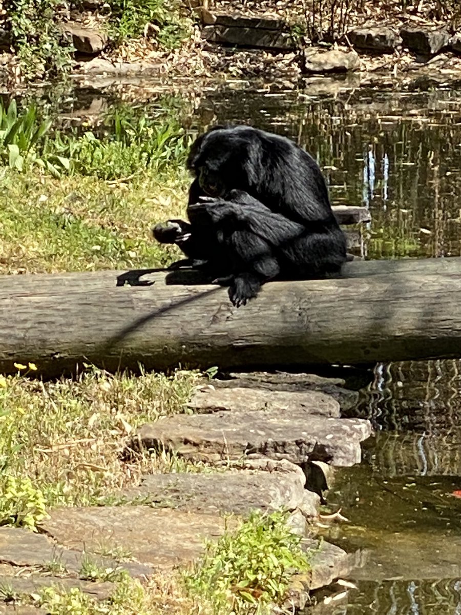 mandylawson7's tweet photo. Snack time is the most important
#LRZoo https://t.co/utPnPMmBrR
