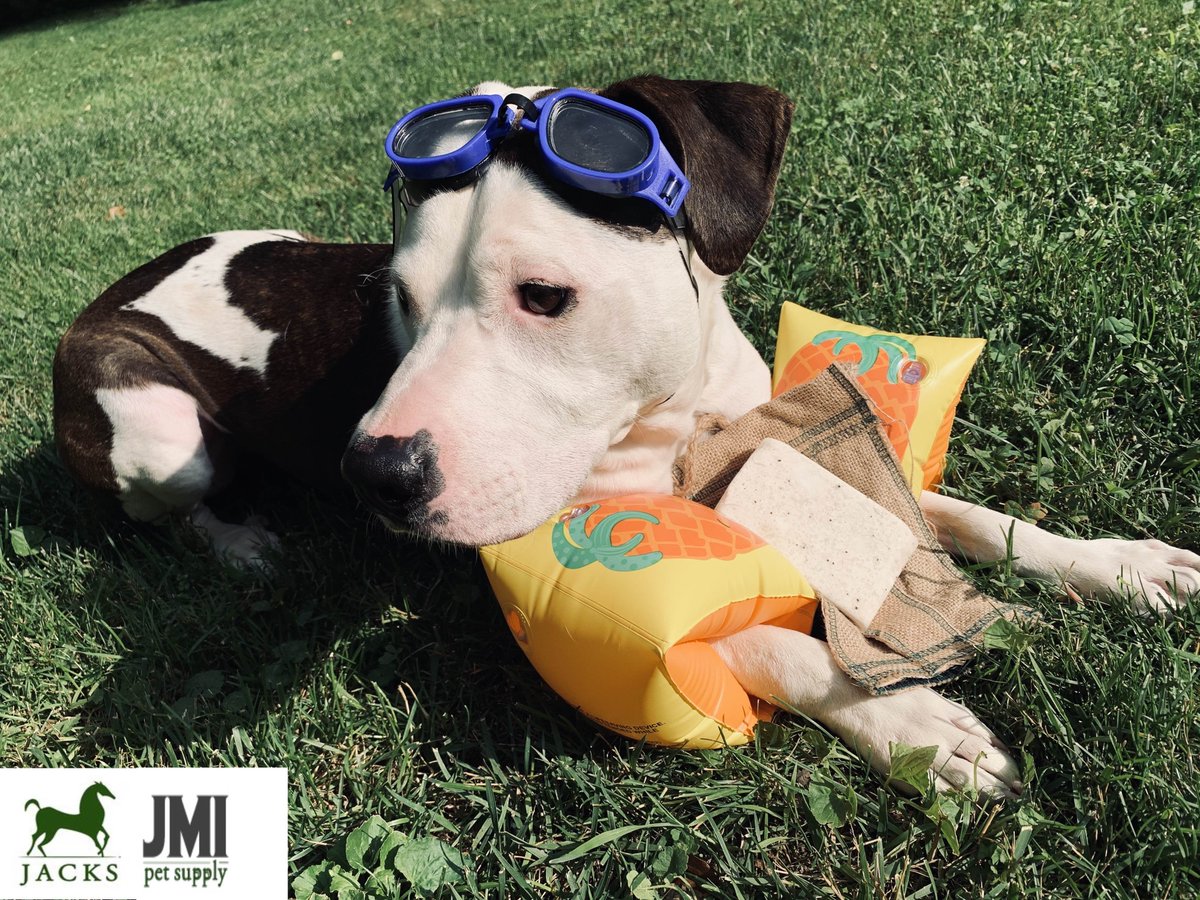 Happy National Pet Day from JMI’s official product model, Gunner! ❤️🐶
Pssttt- get your Ranch Hand Shampoo before they are gone! Great for the upcoming months! Repels fleas and ticks with no harsh chemicals! 

#jacksinc #jmipetsupply #nationalpetday