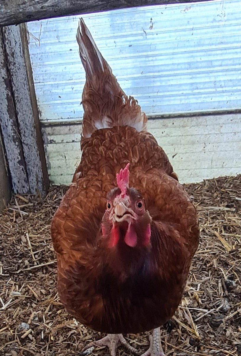 LiamPR87's tweet photo. So the human tried to tell us we might be getting some sisters! WTF we are not amused #ChickenTweets  #Chickens #DixieChick https://t.co/KT9vjVj1eK