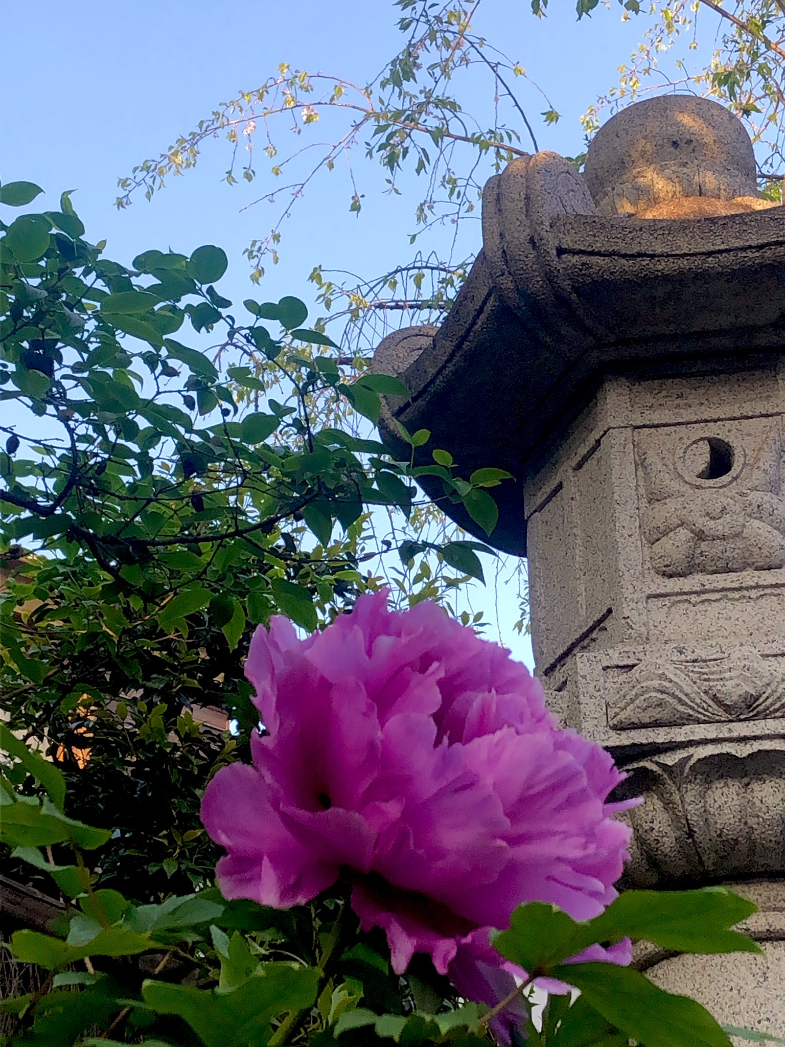 牡丹の花言葉 Twitter Search Twitter