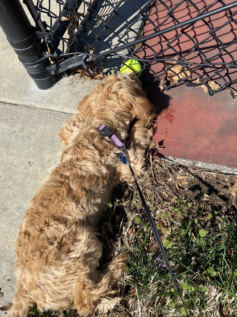 Ruby_RedPanda's tweet image. So close I can taste it 🎾