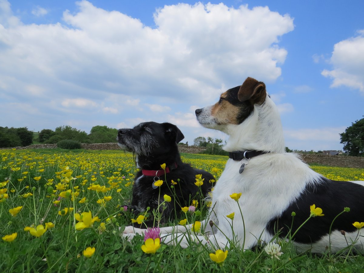 FHillemann's tweet photo. our very good dogs ignoring that @WascherClaudia used #BestPetsEver in a thread on turtles, specifically on keeping endangered European pond turtles as temporary pets until they've grown big enough to be released https://t.co/rOmZ8shlTd