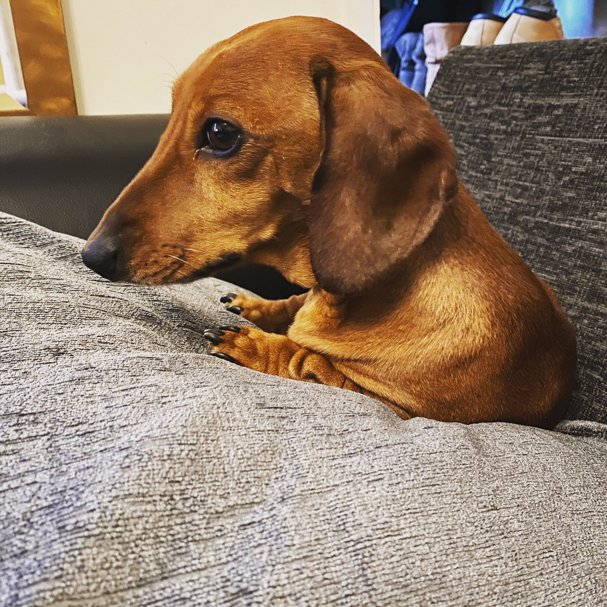 SpiffingImage's tweet photo. It’s National Pet Day! 

As you may have noticed we don’t need an excuse to pictures of Spiffy the Sausage but I guess National Pet day gives us one anyway!! 

Tell us about the important pets in your life. 🐶🐰🐱 

#nationalpetday2021 #spiffythesausage https://t.co/wWt9P8JxUd