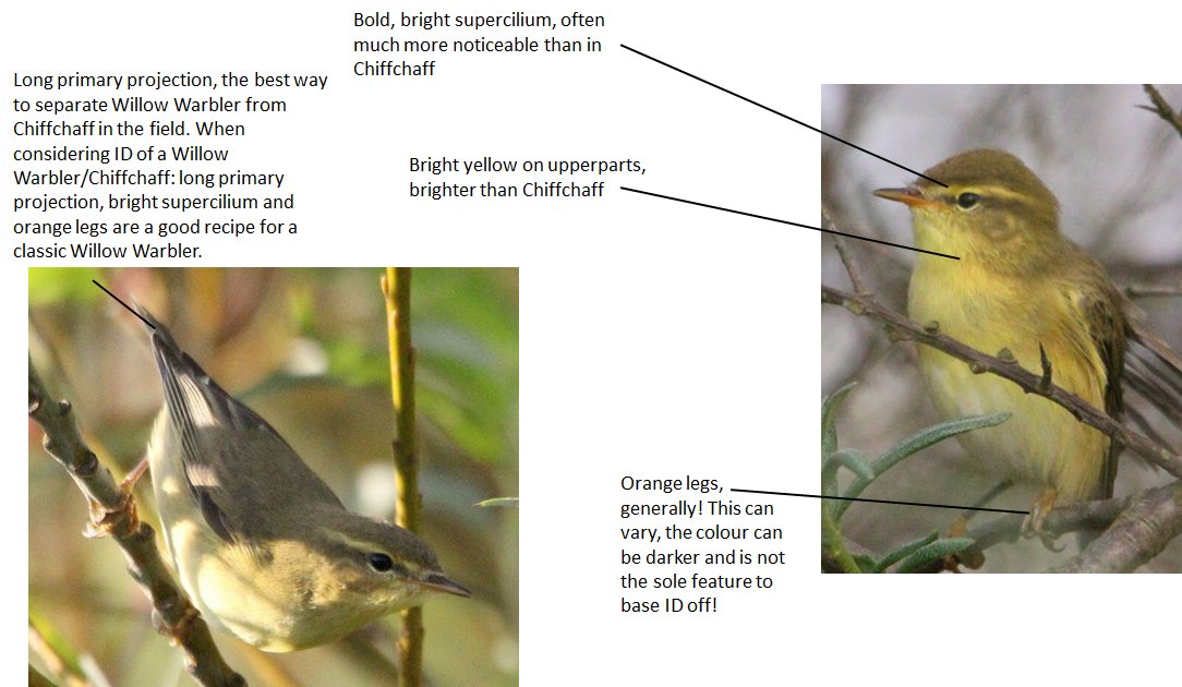 BirdingIchos's tweet photo. Separating Willow Warbler can be very challenging, here is a comprehensive guide as to how you can seperate birds you do not hear with confidence! https://t.co/Yo4a6sx2KZ