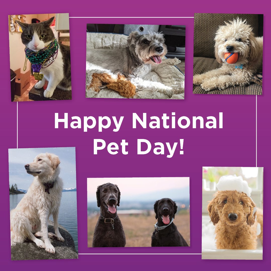TheCAREChannel's tweet photo. Did you know that having a pet 🐶 comes with mental and physical health benefits? 

Benefits include:
- Reduce stress &amp; anxiety
- Encourage exercise
- Improve mood

With all those benefits, no wonder we celebrate our pets daily!

Happy #NationalPetDay from the HHS pets! https://t.co/b3d4CM0dLA