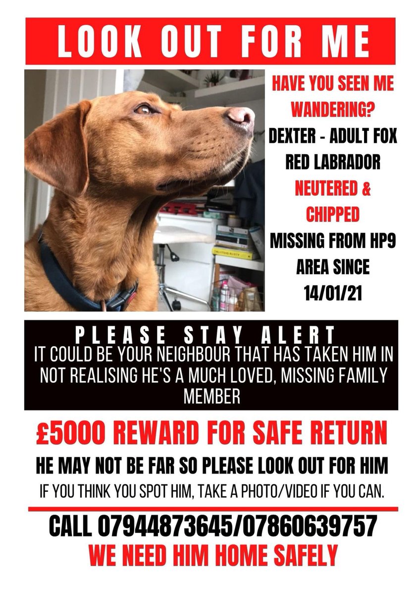 getdexterhome's tweet photo. On #NationalPetDay please take a moment to think of the families who have not yet been reunited. My family is just one out of thousands💔
#GetDexterHome #FindDexter #family #PetTheftReform #DogTheft #FindMe #ScanMe https://t.co/yiINsXfCb3