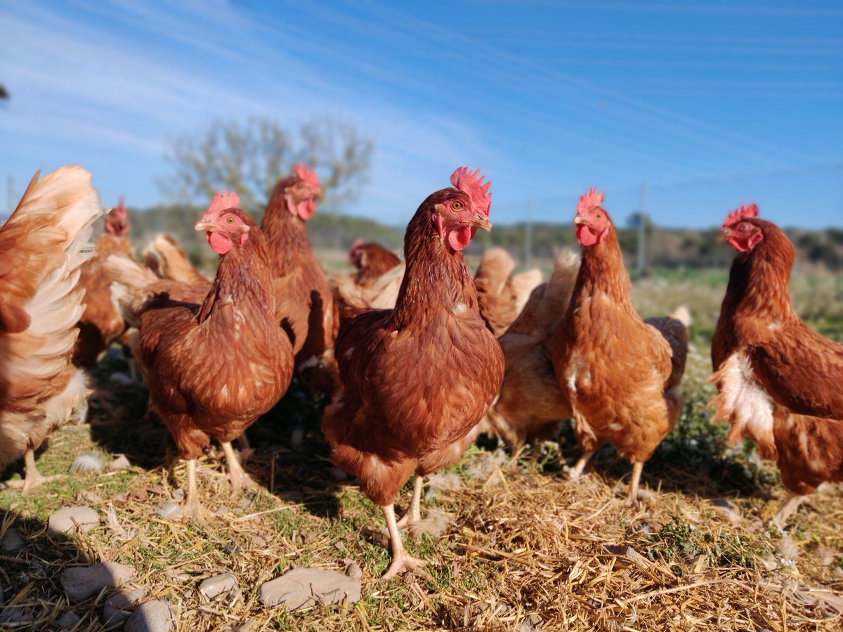 Hola a tothom, sóc l'Oriol Comallonga! Estic iniciant un projecte de granja de gallines ecològiques a Cabrianes!!🥚🥚🐓🐓

M'acompanyeu en aquest nou projecte? Ben aviat hi hauran novetats!!!!! #ElsOusdelOriol #GranjaComallonga #OusEcològics