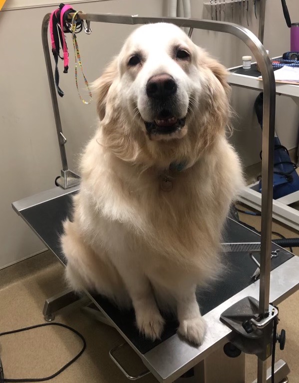ConejoVet's tweet photo. Happy Senior Sunday! This smile says it all...Potato really enjoyed his one on one time with our amazing bather, Rachel. If your pet is in need of a bath and some extra pampering, give us a call at 805-490-5214! #seniorsunday #happydog #seniordog #conejovet #bathtime #dogbaths https://t.co/thMZKGfr9P