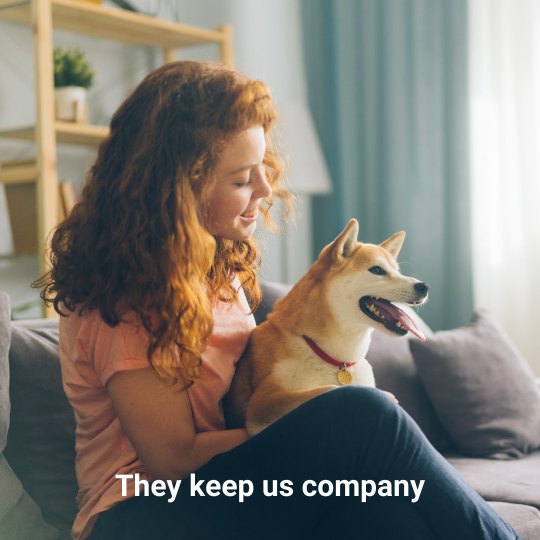 PetShieldInsure's tweet photo. It's #NationalLoveYourPetDay! There are so many reasons why we love our pets... but the best reason is that they love us back.
Our pets are family, and they deserve to be protected. Check out our Plans & Coverages page at https://t.co/AljkxhYjQi today. #PetShield #petinsurance https://t.co/0a0VMDId6f