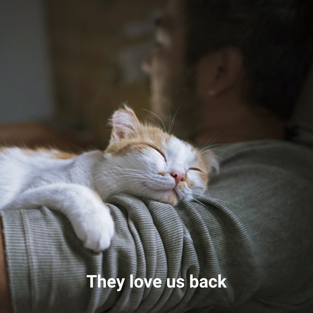 PetShieldInsure's tweet photo. It's #NationalLoveYourPetDay! There are so many reasons why we love our pets... but the best reason is that they love us back.
Our pets are family, and they deserve to be protected. Check out our Plans & Coverages page at https://t.co/AljkxhYjQi today. #PetShield #petinsurance https://t.co/0a0VMDId6f