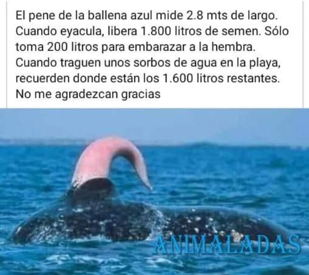 El pene de la ballena... Va lleno 🙃👇, image size:1080x964