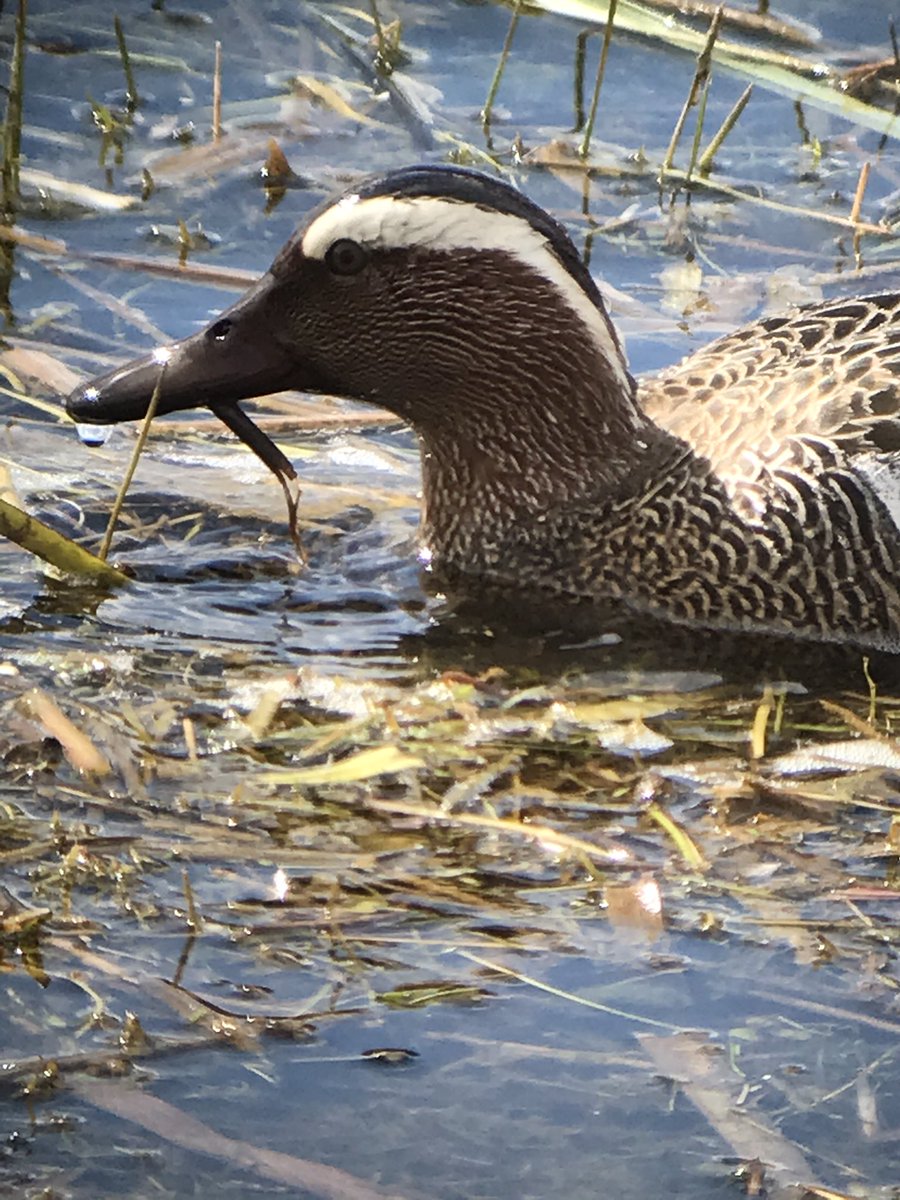 DavidSinclair12's tweet image. The Garganey at Summer Leys today 😍😍 #Northantsbirds
