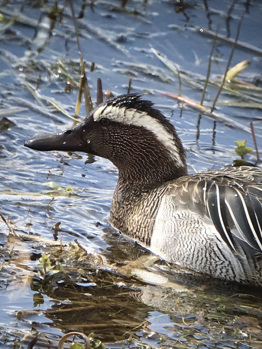 DavidSinclair12's tweet image. The Garganey at Summer Leys today 😍😍 #Northantsbirds