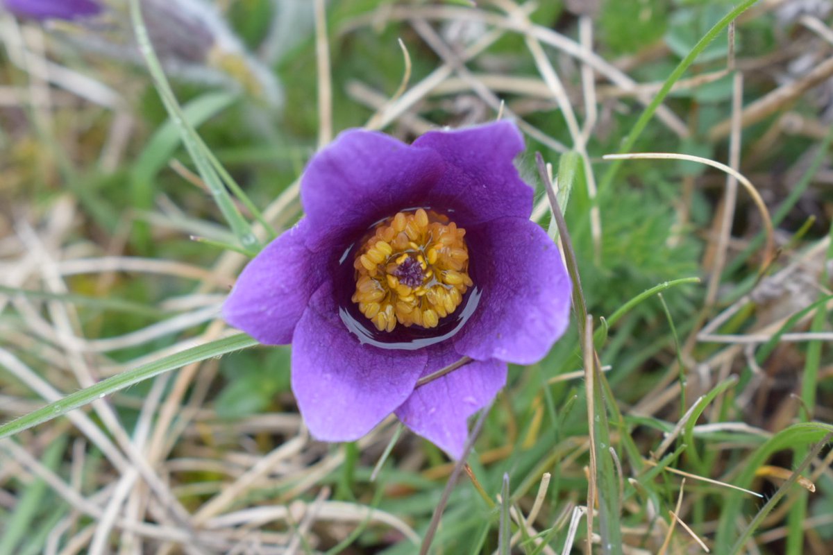 LauraSiles7's tweet photo. This weekend I could see these pretty flowers that are classified as vulnerable on the Vascular Plant Red Data List for Great Britain. Pasqueflower is restricted to just a few chalk and limestone grasslands!! #pasqueflower #Pulsatillavulgaris #thewildlifetrust https://t.co/UrpPRepPWD