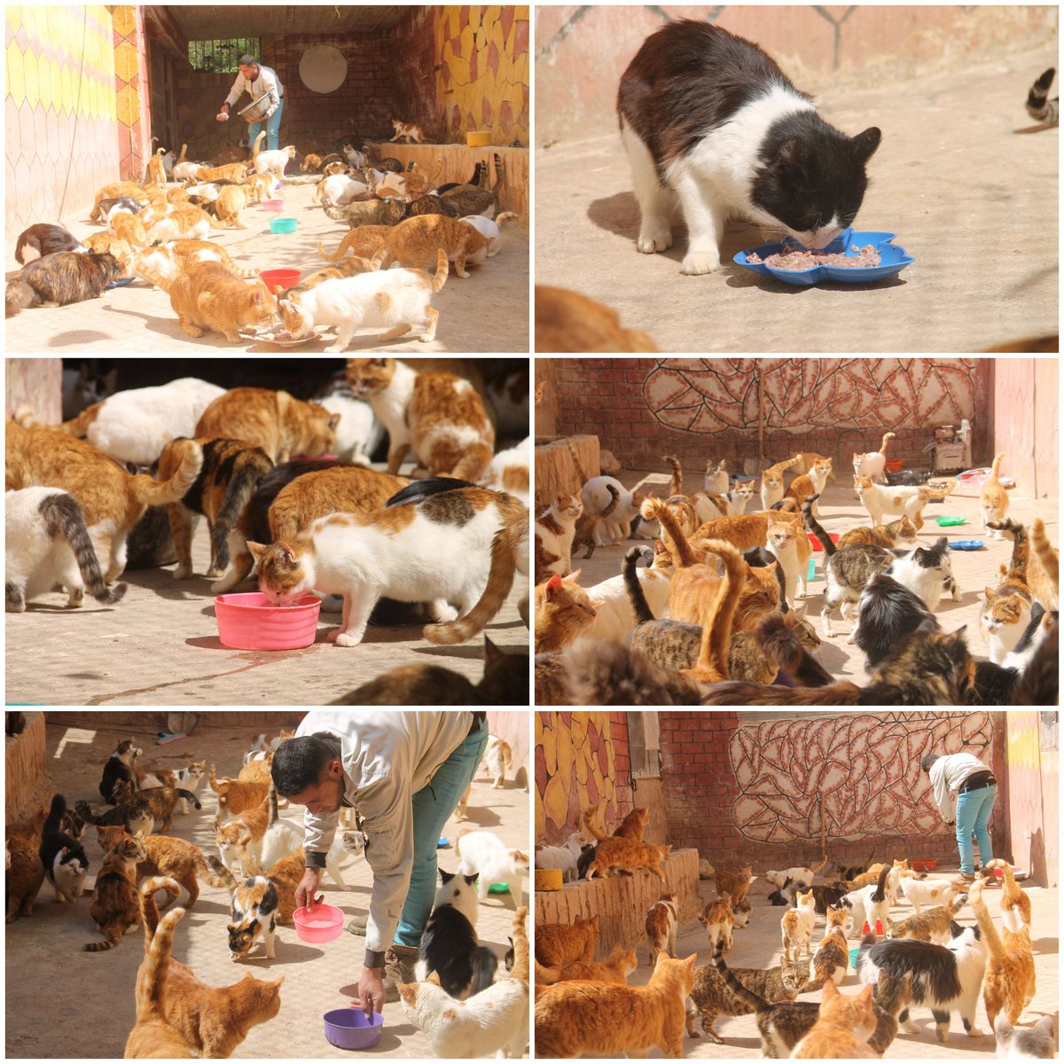 SyrianSora's tweet photo. Any donation helps feed a cat or dog.  Or cure it.  We have 150 cats, each cat needs 10 euros per month from food.  And 12 dogs. Everyone needs 15 euros a month for food.  Contribute with us for the month of April These creatures depend on you🙏❤👇
PayPal
https://t.co/ospIf0SNI4 https://t.co/YpSzfalUmX