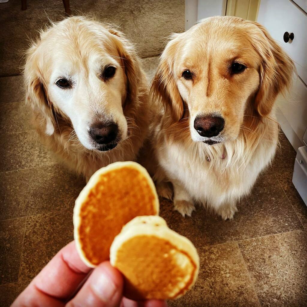EricCook's tweet photo. It’s pancake Sunday! #TheCookDogs are so excited (and so is their daddy). #SpoiledGoldens Are you a cold 🥶or hot 🥵 syrup person? https://t.co/lLJwTQKTp9 https://t.co/RKzCIGUEj5