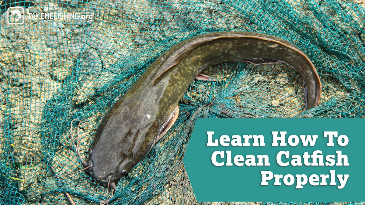 Take Me Fishing on X: Wondering how to properly clean a catfish? This blog  post lays out the process for neatly skinning and eviscerating bullheads  and small catfish:  #takemefishing #catfish