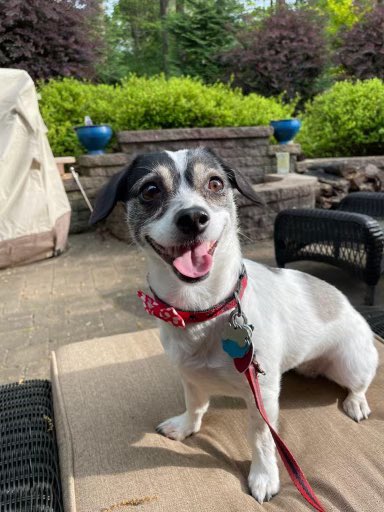 Lizzie’s dad,  @ESPNMcGee, says she’s a *bit* of a diva, but with a smile like that... Lizzie can be anything she wants to be. #ESPNRadio |  #NationalPetDay