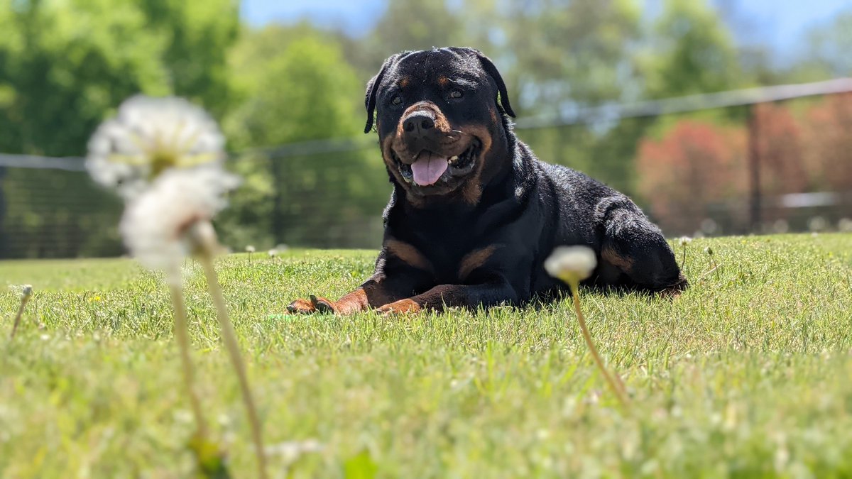 CaponeKnows's tweet image. Bath day !!