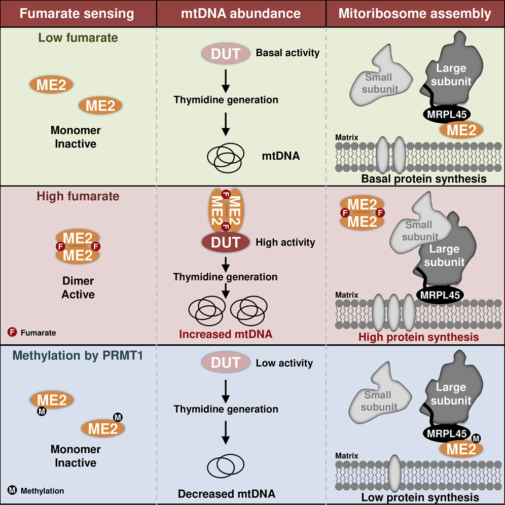 ScaddenLab's tweet image. Our new discovery linking metabolism to mitochondrial biogenesis through ME2 enzyme, in healthy and leukemia cells is now out on @Cell_Metabolism. Congratulations to @YPWang4 and the team! @harvardstemcell @HSCRB
sciencedirect.com/science/articl…