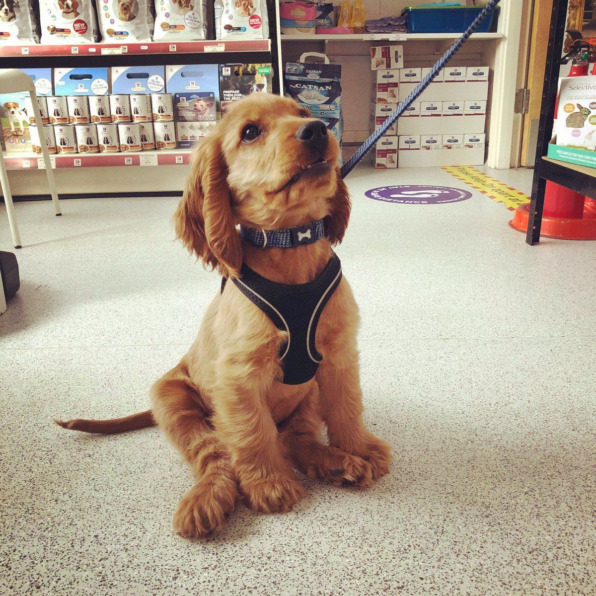 PoplarVets's tweet photo. My name is Arnold 😎 and I am a very cool puppy 🙌 #cockerspaniel #cockerspanielsofinstagram #cockerspanielpuppy #cockerspanielworld #dogstagram #dogsofinstagram #puppy #puppylove #puppylife #puppygram #poplarvets #londondogsofinstagram #spanielsofinstagram #spaniellife #London https://t.co/kXvmrQt4ms