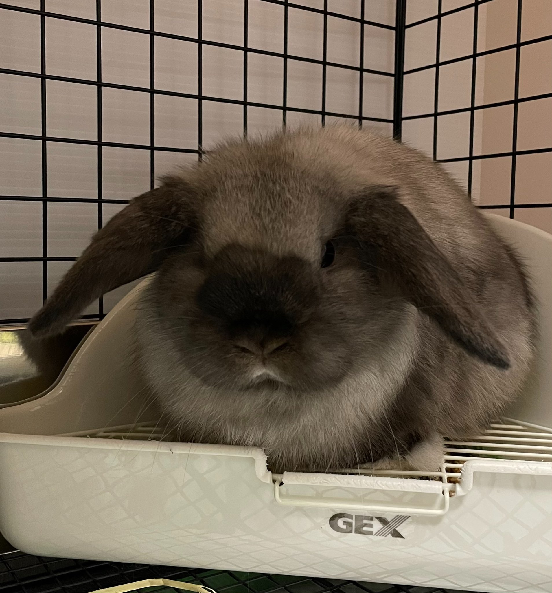 くうた うさ飼い9日目 皆さん 大量の餌やら防水シート どうやって片付けとか収納されてるんだろう ケージ 食器 牧草入れとかの掃除毎日どこまでとか 調べるものだらけ ちなみに鎮座ましますそこはトイレです くうたさん ホーランドロップ