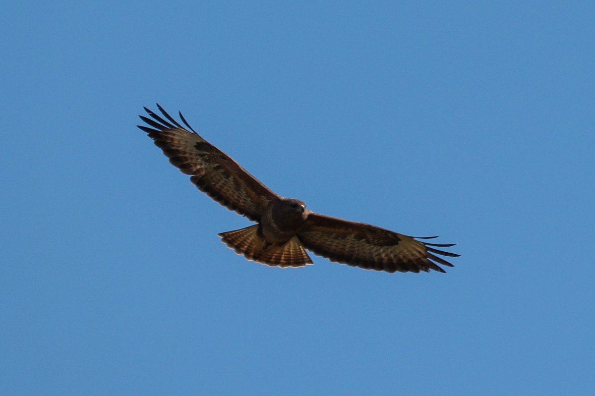 DanSh1elds's tweet photo. Buzzard over Sankey brook today 🦅  #Buzzard #UKbirdsofprey #birdsofprey #raptor #lockdownsafari #BBCspringwatch https://t.co/ZXXfjkymo0