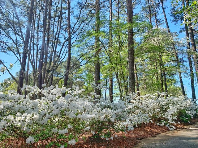 The Frog Golf Club tweet media