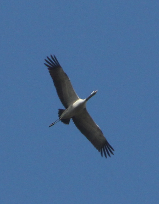 This Common Crane spent a while circling over Peto's Marsh at Carlton Marshes this afternoon before heading off north. <a href="/SWTBroadsWarden/">SWTBroadsWarden</a> <a href="/SWTCarltonMarsh/">SWT Carlton Marshes</a> @kraanvogels